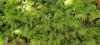 Attēlu rezultāti vaicājumam “Hylocomium splendens”