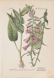 Attēlu rezultāti vaicājumam “Campanula bononiensis”