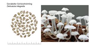 Attēlu rezultāti vaicājumam “Delicatula integrella”