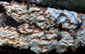 Attēlu rezultāti vaicājumam “Sarcoporia polyspora”