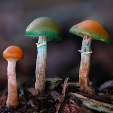 Attēlu rezultāti vaicājumam “Galerina marginata”