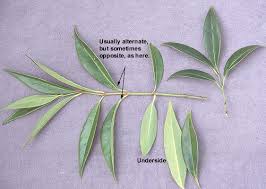 Attēlu rezultāti vaicājumam “Scorzonera humilis leaf”