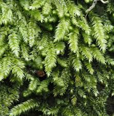 Attēlu rezultāti vaicājumam “Pseudotaxiphyllum elegans”