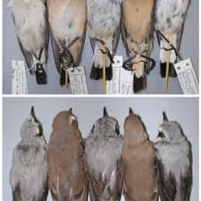 Attēlu rezultāti vaicājumam “Oenanthe oenanthe male”