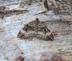 Attēlu rezultāti vaicājumam “Xanthorhoe biriviata”