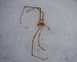 Attēlu rezultāti vaicājumam “Neottiura bimaculata female”