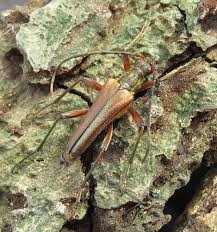 Attēlu rezultāti vaicājumam “Stenocorus meridianus”