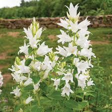 Attēlu rezultāti vaicājumam “Campanula latifolia”