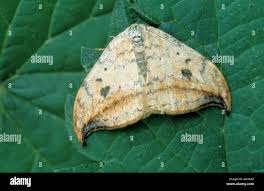 Attēlu rezultāti vaicājumam “Drepana falcataria”