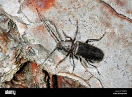 Attēlu rezultāti vaicājumam “Criocephalus rusticus”