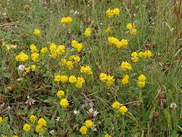 Attēlu rezultāti vaicājumam “Trifolium aureum”
