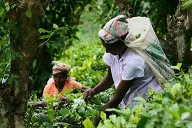 Image result for pinawella