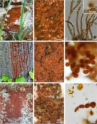 Attēlu rezultāti vaicājumam “Trentepohlia sp.”