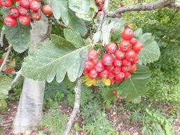 Attēlu rezultāti vaicājumam “Sorbus hybrida”