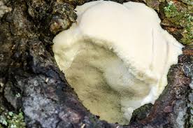 Attēlu rezultāti vaicājumam “Aurantiporus fissilis”