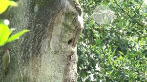 Attēlu rezultāti vaicājumam “Picus viridis nest”