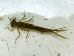 Attēlu rezultāti vaicājumam “Coenagrionidae”