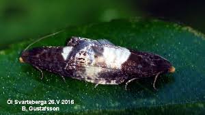 Attēlu rezultāti vaicājumam “Notocelia cynosbatella”