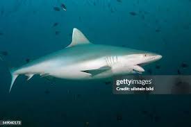 Image result for Carcharhinus amblyrhynchos