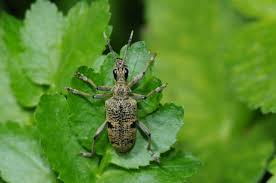 Attēlu rezultāti vaicājumam “Rhagium mordax”