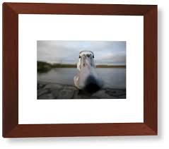 Attēlu rezultāti vaicājumam “Cygnus olor juvenile”