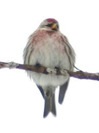 Attēlu rezultāti vaicājumam “Carduelis flammea female”