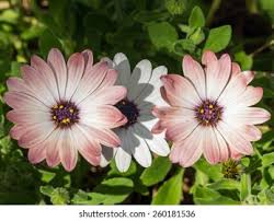 Image result for Dimorphotheca pluvialis