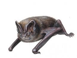 Attēlu rezultāti vaicājumam “Barbastella barbastellus”