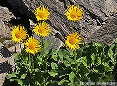 Image result for GemüseeuleGrüßle