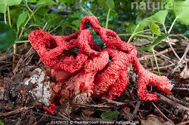 Attēlu rezultāti vaicājumam “Clathrus ruber”