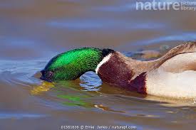 Attēlu rezultāti vaicājumam “Anas platyrhynchos”