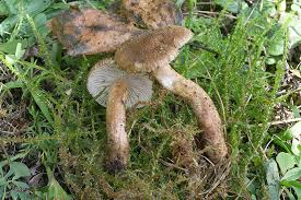 Attēlu rezultāti vaicājumam “Inocybe lanuginosa”