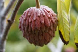Attēlu rezultāti vaicājumam “Trichophorum alpinum fruit”