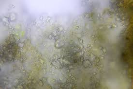 Attēlu rezultāti vaicājumam “Didymium xanthopus”