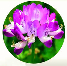 Attēlu rezultāti vaicājumam “Astragalus arenarius flower”