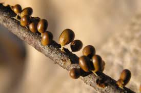 Attēlu rezultāti vaicājumam “Leocarpus fragilis stalked”