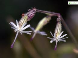 Attēlu rezultāti vaicājumam “Silene nutans”