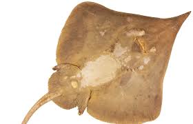 Image result for Leucoraja ocellata