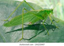 Attēlu rezultāti vaicājumam “Tettigonia viridissima”