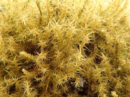 Attēlu rezultāti vaicājumam “Campylium chrysophyllum”