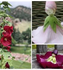 Attēlu rezultāti vaicājumam “Alcea rosea bud”