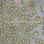 Attēlu rezultāti vaicājumam “Lycogala flavofuscum spores”