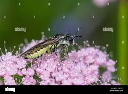 Attēlu rezultāti vaicājumam “Tenthredo mandibularis”