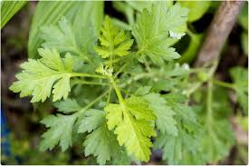 Image result for Artemisia annua