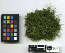 Attēlu rezultāti vaicājumam “Pterigynandrum filiforme”