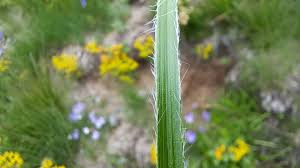 Attēlu rezultāti vaicājumam “Luzula luzuloides leaf”