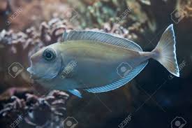 Image result for Naso unicornis