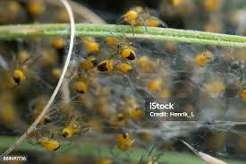Attēlu rezultāti vaicājumam “Araneus diadematus juvenile”