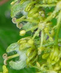 Attēlu rezultāti vaicājumam “Acer pseudoplatanus flower”