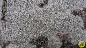 Attēlu rezultāti vaicājumam “Pertusaria pertusa”